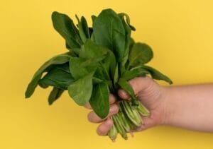 L'oseille aigre est l'une des remèdes naturels contre l'addiction à l'alcool.