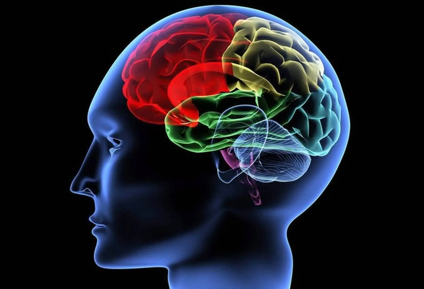 Article 38 Les problèmes nerveux Le système nerveux gère entièrement le corps, mais influe également sur la psychologie et le comportement.