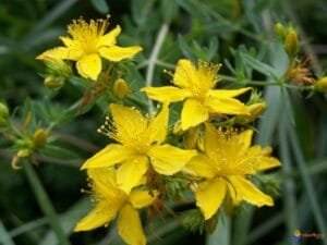 Article 69 Le millepertuis Les plantes médicinales sont des alternatives efficaces dans le traitement des addictions.