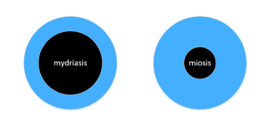 Mydriasis et miosis Le changement de la taille des pupille révèle la consommation de drogue.