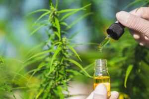 Le CBD extraite de la plante de cannabis.