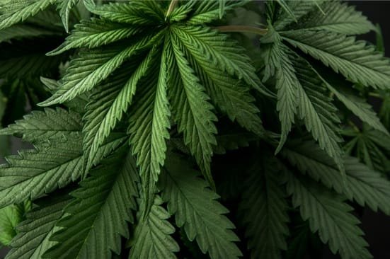 Le cannabis est une drogue tiré de la plante du même nom