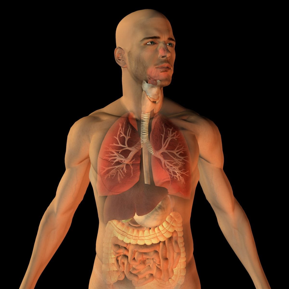Respiratory_function_by_Bryan_Brandenburg La relance des fonctions vitales de l'organisme.