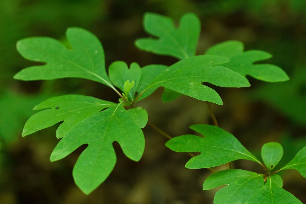 12126922784_6bf15d1d87_b Le sassafras: une plante aux propriétées médicinales contre la drogue.