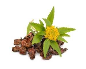 13 La Rhodiola rosea: une plante en complément de traitement durant le sevrage.