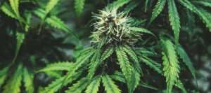 Le cannabis: une drogue provenant de la plante du même nom.