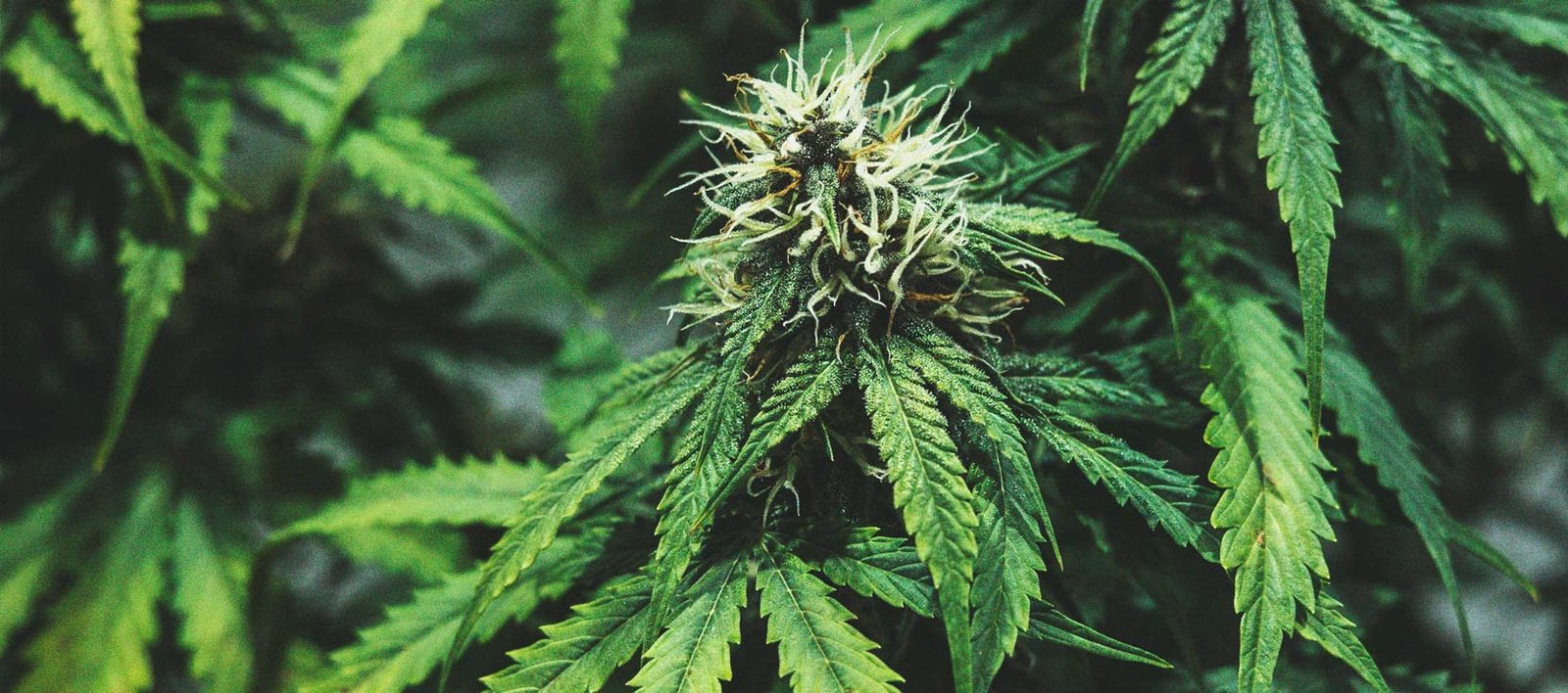 4_87 Le cannabis: une drogue provenant de la plante du même nom.
