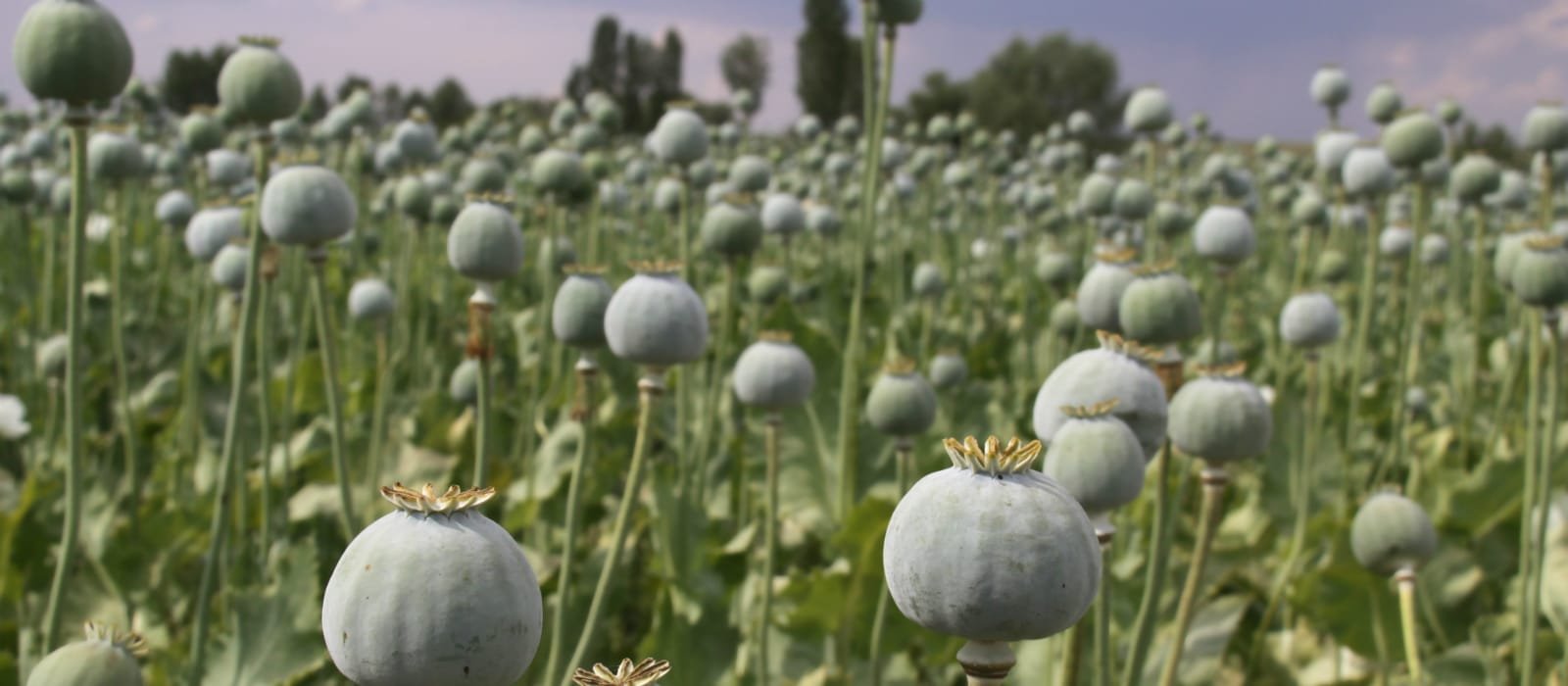 Adormidera_DinafemSeeds_1_Portada Un champ de pavot, qui est une opioïde dont on peut tirer des drogues très puissantes.