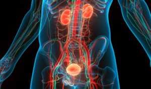 Le cancer de l'uretère est l'une des maladies liées au tabagisme.