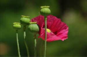 Des plants de pavot drogue, source naturelle de l'opium.