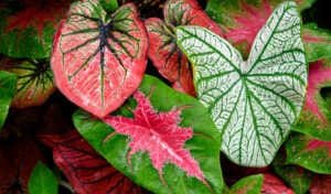 Le caladium: une plante et un traitement homéopathique.