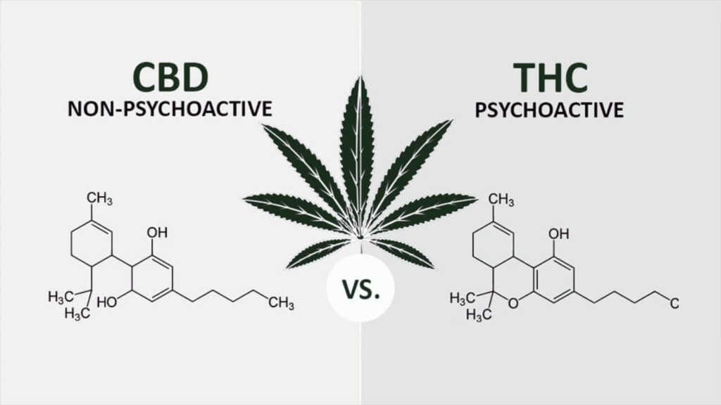 cbd-vs-thc La consommation problématique de CBD peut nécessiter l'intervention d'un professionnel de la santé.