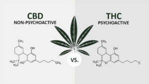cbd-vs-thc La THC est la substance psychoactive contenu dans le cannabis.
