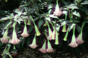 La datura: une plante toxique consommé comme drogue hallucinogène.