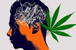 psicosis-CBD Le cannabis a des conséquences psychologiques sur le consommateur.
