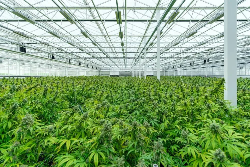 shutterstock_2089793323 Le cannabis est cultivé par des cannabiculteurs.