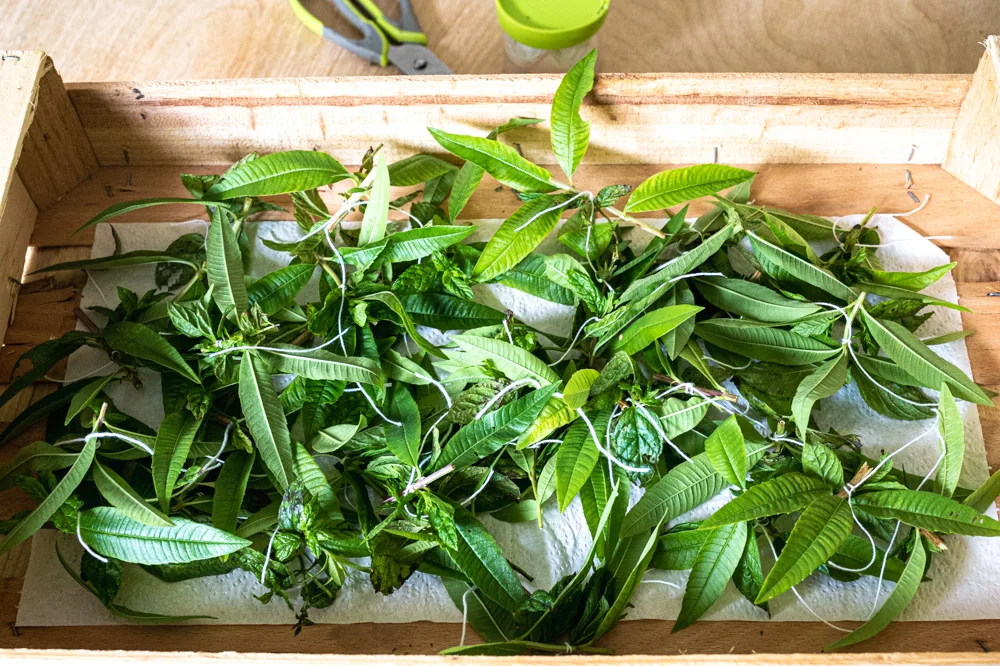 tisane-104 La verveine: une plante aux vertus calmantes qui aide beaucoup durant le sevrage.